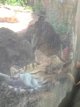 恩賜上野動物園に投稿された画像（2025/5/5）