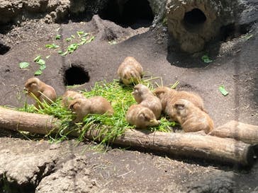 恩賜上野動物園に投稿された画像（2025/5/5）