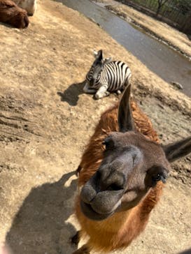 東北サファリパークに投稿された画像（2025/5/5）