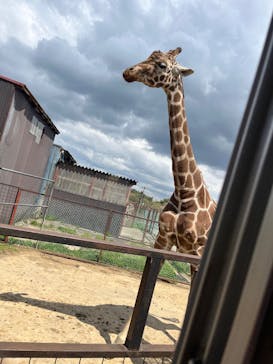 東北サファリパークに投稿された画像（2025/5/5）