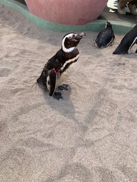 大分マリーンパレス水族館 「うみたまご」に投稿された画像（2025/5/5）