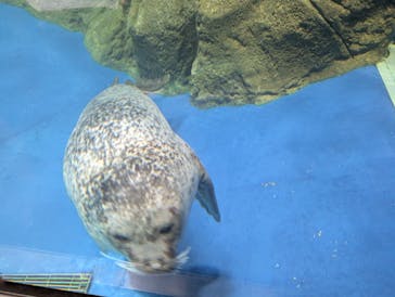 新江ノ島水族館に投稿された画像（2025/5/5）
