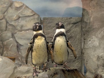 新江ノ島水族館に投稿された画像（2025/5/5）