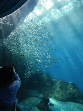 のとじま水族館に投稿された画像（2025/5/5）