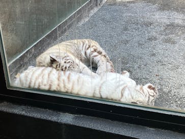 東武動物公園に投稿された画像（2025/5/5）