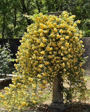 ぎふワールド・ローズガーデンに投稿された画像（2025/5/5）