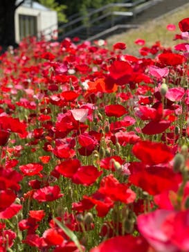 ぎふワールド・ローズガーデンに投稿された画像（2025/5/5）