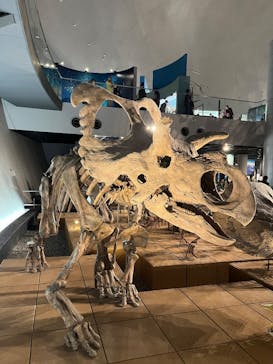 福井県立恐竜博物館に投稿された画像（2025/5/5）