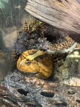 サンシャイン水族館に投稿された画像（2025/5/5）