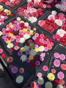 日本庭園　由志園に投稿された画像（2025/5/5）