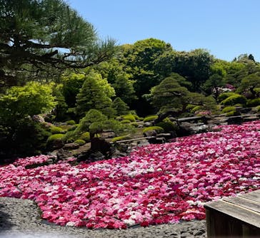 日本庭園　由志園に投稿された画像（2025/5/5）