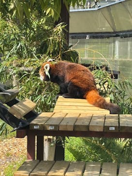 静岡市立日本平動物園に投稿された画像（2025/5/5）