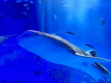 のとじま水族館に投稿された画像（2025/5/5）
