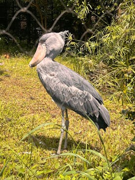 恩賜上野動物園に投稿された画像（2025/5/5）