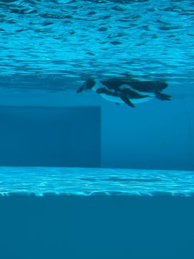 静岡市立日本平動物園に投稿された画像（2025/5/5）