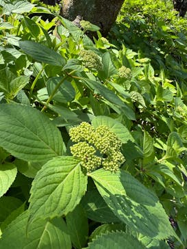 静岡市立日本平動物園に投稿された画像（2025/5/5）