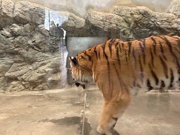 静岡市立日本平動物園に投稿された画像（2025/5/5）