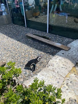 上越市立水族博物館 うみがたりに投稿された画像（2025/5/5）