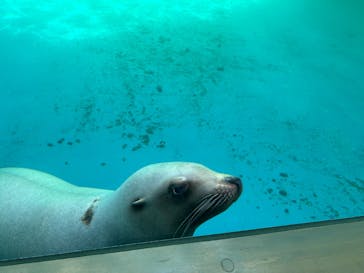 大分マリーンパレス水族館 「うみたまご」に投稿された画像（2025/5/5）