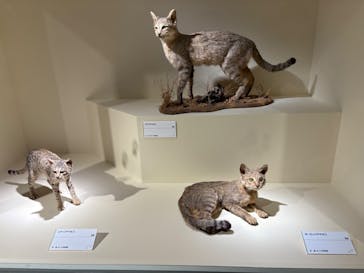 特別展「古代DNA－日本人のきた道」（国立科学博物館）に投稿された画像（2025/5/5）