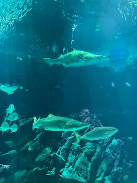 マリンワールド海の中道に投稿された画像（2025/5/5）