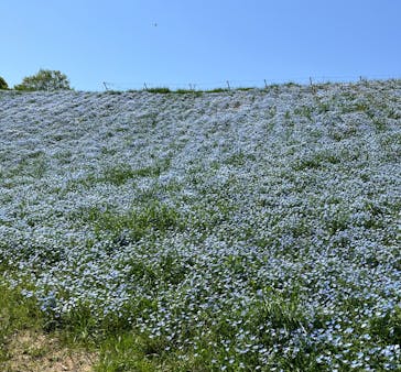 こうべアグリパークネモフィラの丘2025に投稿された画像（2025/5/5）