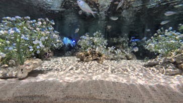 マクセル アクアパーク品川に投稿された画像（2025/5/5）