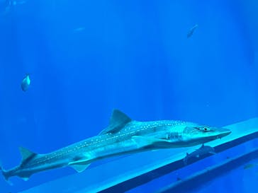 アクアワールド茨城県大洗水族館に投稿された画像（2025/5/5）