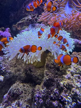 仙台うみの杜水族館に投稿された画像（2025/5/5）