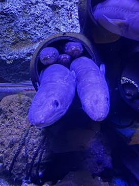仙台うみの杜水族館に投稿された画像（2025/5/5）