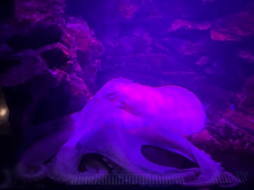 仙台うみの杜水族館に投稿された画像（2025/5/5）