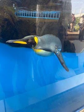 仙台うみの杜水族館に投稿された画像（2025/5/5）