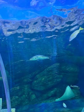 しながわ水族館に投稿された画像（2025/5/5）