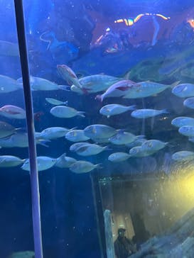 しながわ水族館に投稿された画像（2025/5/5）
