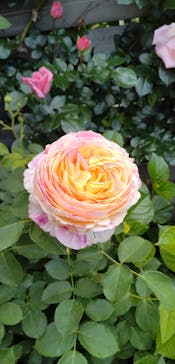 横浜イングリッシュガーデンに投稿された画像（2025/5/5）