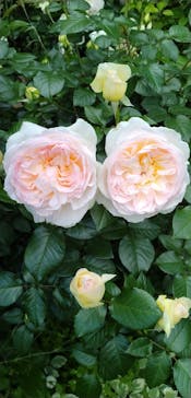 横浜イングリッシュガーデンに投稿された画像（2025/5/5）