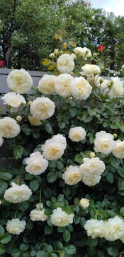 横浜イングリッシュガーデンに投稿された画像（2025/5/5）