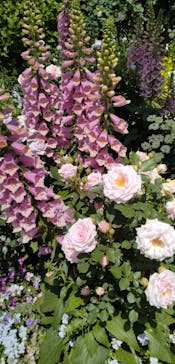 横浜イングリッシュガーデンに投稿された画像（2025/5/5）