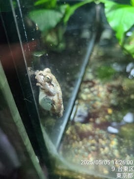 恩賜上野動物園に投稿された画像（2025/5/5）