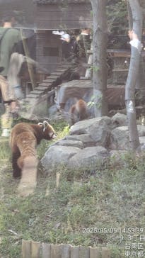恩賜上野動物園に投稿された画像（2025/5/5）