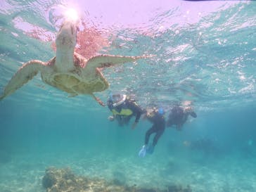 タビワク　宮古島に投稿された画像（2025/5/5）