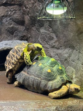 サンシャイン水族館に投稿された画像（2025/5/5）