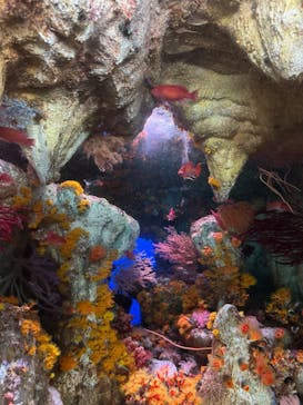 サンシャイン水族館に投稿された画像（2025/5/5）