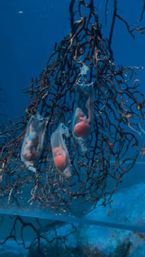 アクアワールド茨城県大洗水族館に投稿された画像（2025/5/5）