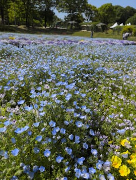 ぎふワールド・ローズガーデンに投稿された画像（2025/5/5）