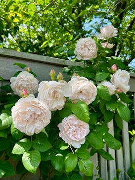 横浜イングリッシュガーデンに投稿された画像（2025/5/5）