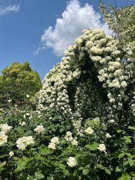 横浜イングリッシュガーデンに投稿された画像（2025/5/5）