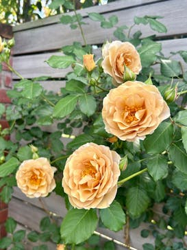 横浜イングリッシュガーデンに投稿された画像（2025/5/5）