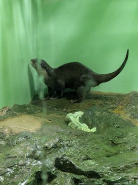 しながわ水族館に投稿された画像（2025/5/5）