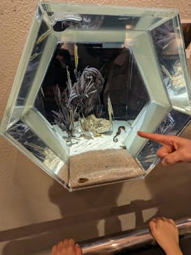 しながわ水族館に投稿された画像（2025/5/5）